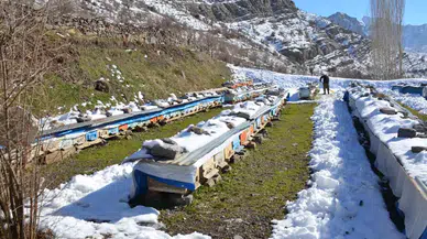 Şırnak’ta Arılar Kış Uykusunda Arıcılar Nöbette