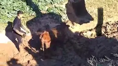 Şırnak’ta Çamura Saplanan İnek İki Gün Sonra Kepçeyle Kurtarıldı