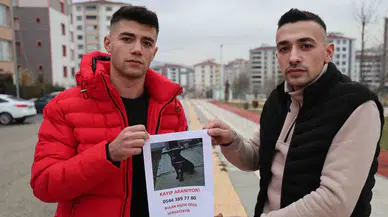 Sokak Sokak Gezerek Köpeğini Arıyor, Bulana Ödül Verecek