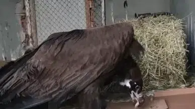 Soyu Tehdit Altında Bulunan Kara Akbaba Tedaviye Alındı