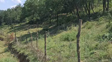 Susuz ve Engebeli Topraklar Zeytin Bahçelerine Dönüşüyor
