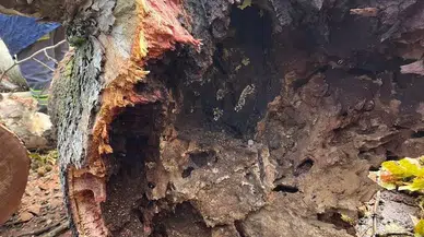 Tartışmalara Sebep Olan Ölümcül Çınar Kanseri İstanbul’dan Sonra Denizli’de Tespit Edildi