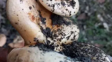 Tavşanlı’da Birebir Kökten Büyüyen 3’lü Melki Şaşırttı