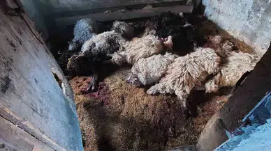 Trabzon’un Araklı İlçesinde Kurt Dehşeti Sürüyor