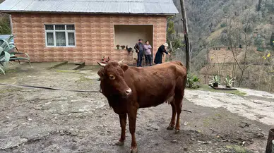 Türkiye-Gürcistan Hududunda Firari İnek Alarmı