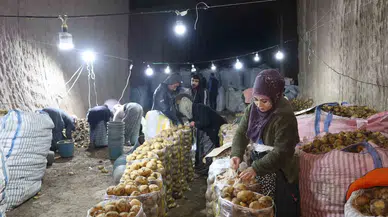 Türkiye’nin Patates Muhtaçlığı Kapadokya’daki Depolardan Karşılanıyor