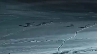 Van’da Yiyecek Arayan Kurt Sürüsü Görüntülendi