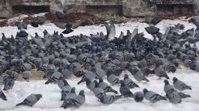 Yem Kapmak İçin Birbiriyle Yarışan Güvercinler Görsel Şölen Oluşturdu
