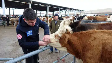 Yozgat’ta Canlı Hayvan Pazarlarında Sıkı Kontrol