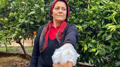 Yumurta Toplamak İçin Bahçeye Giren Bayan, Dobermanın Saldırısına Uğradı