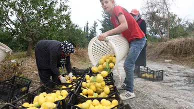 200 Bin Ton Rekolte Beklenen Limonda Çiftçiye Kıymetli Takviye