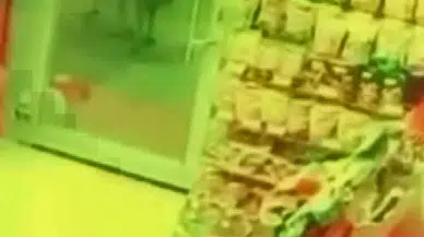 Aç Kalan Kurt, Köpeğe Saldırdı