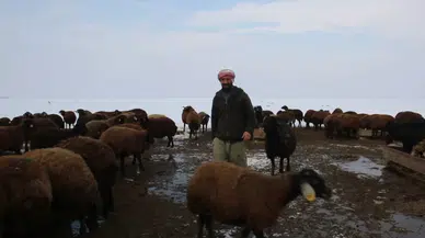 Acıkan Kurt Kent Merkezine İnerek Bir Köpeği Parçaladı
