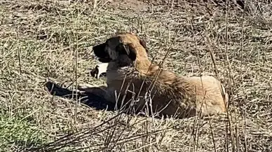 Ahıra Giren Başıboş Köpekler 11 Büyükbaş Hayvanı Telef Etti