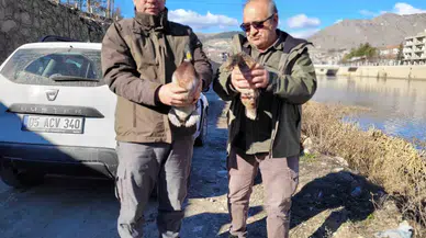 Amasya’da Meskeninde 9 Yaban Hayvanı Bulunan Şahsa 55 Bin TL Ceza