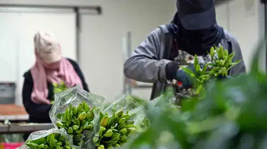 Antalya’dan Sevgililer Günü İçin Dünyaya Türkiye Nüfusu Kadar Çiçek