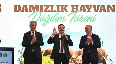 Balıkesir Büyükşehir Belediyesi, Savaştepe’de 550 Küçükbaş Dağıttı