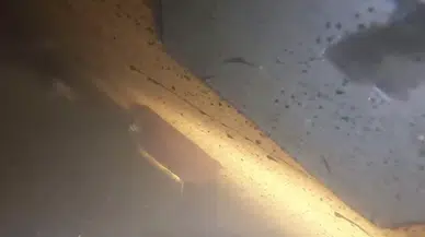 Batık Gemiye Dalış Yapıldı, Mürettebat Kamaraları Görüntülendi