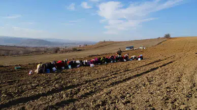 ’Beyaz Altın’ Taşköprü Sarımsağı Toprakla Buluşuyor