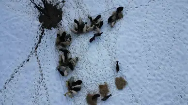 Beytüşşebap’ta Hayvanlar Kar Üstünde Yemleniyor