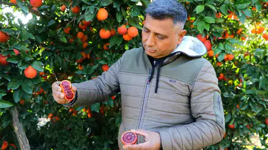 Bu Portakaldan Kan Akıyor