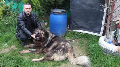 Çalamadığı Köpeği Pompalı Tüfekle Vurdu