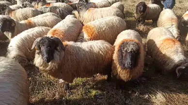 Çepni Koyunu Müdafaa Altına Alındı
