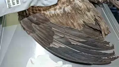 Çeşidi Muhafaza Altındaki Kartal Yaralı Bulundu