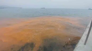 Denizde Turuncu Renk ve Denizanası İstilası