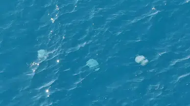 Dev Denizanalarının Sürü Halindeki Geçişleri Dron ile Görüntülendi