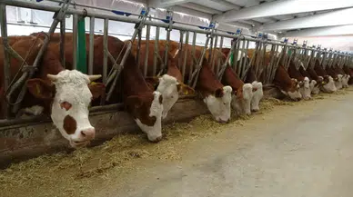 Devlet Takviyesiyle Kurduğu Tesiste Günlük 700 Litre Süt Üretiyor