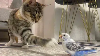 Erzurum’da Kedi ile Muhabbet Kuşunun Dostluğu Gülümsetiyor