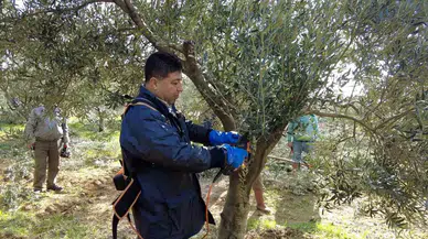Foça’da Zeytin Ağaçlarında Budama Başladı