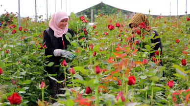 Gül Serada 25, Çiçekçide 100-150 Lira