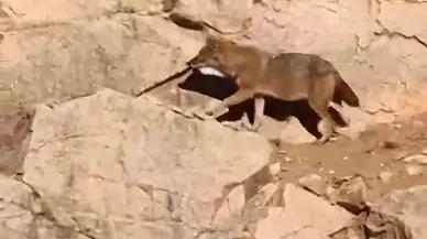 Gümüşhane’de Kurtlar Ana Yola Kadar İndi