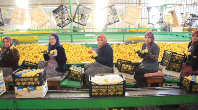 Hasattan Paketlemeye Her Alanda Bayanlar Mesaide