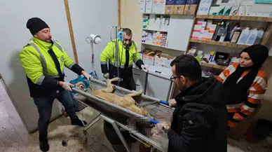 İki Sokak Köpeğini Silahla Yaralayan Şahıs Yakalandı