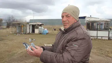 İklim Değişikliği Güvercinleri de Etkiledi