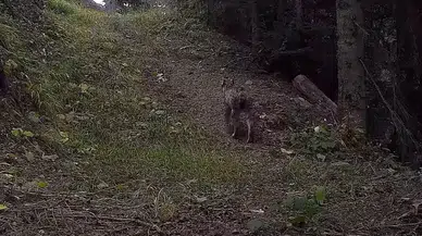 Ilgaz Dağı Ulusal Parkındaki Yaban Hayatı Zenginliği Fotokapanlara Yansıdı