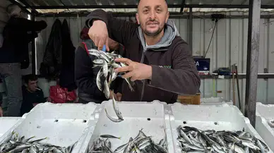 İstavrit Bolluğu Tezgahlara Yansıdı