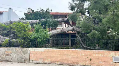 İzmir Çeşme’de Dev Ağaç Meskenin Bahçesine Devrildi