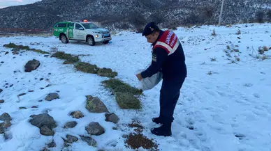 Jandarma, Karlı Dağlarda Yaban ve Sokak Hayvanlarını Yalnız Bırakmıyor