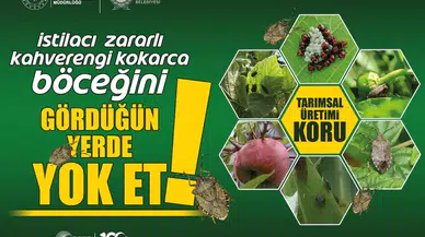 Kahverengi Kokarca ile Gayret Sürüyor
