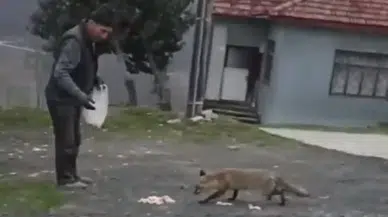 Kapısına Kadar Gelen Tilkiyi Elleriyle Besledi