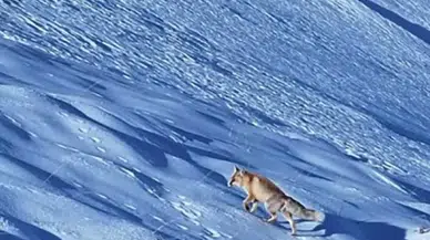 Kar Üstünde Yiyecek Arayan Tilki Dron ile Görüntülendi