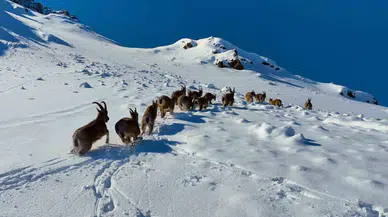Karlı Dağları Aşarak Göç Yoluna Koyulan Yaban Keçileri Belgesel Tadında İmaj Oluşturdu