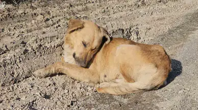 Kastamonu’da Dehşet Veren Olay: 10 Köpeği Uyuşturup Yere Attılar