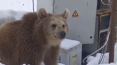 Kış Uykusuna Yatmayan Ayı Şantiyeye Girdi