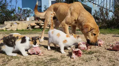 Köpek ile Kedilerin Yıllardır Süren Dostluğu
