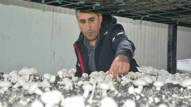 Kurduğu Üretim Tesisi ile Bölgenin Mantar Gereksinimini Karşılıyor